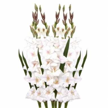 6x gladiool bloem 102 cm wit
