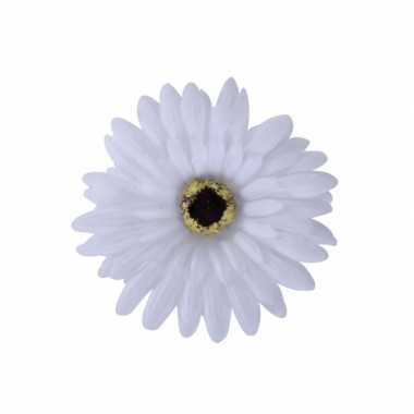Haarbloem gerbera wit