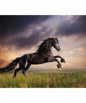 Feest cadeau paardenliefhebber poster galopperende zwarte paard hengst