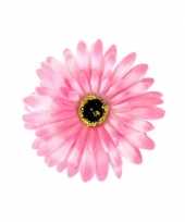 Feest haarbloem gerbera roze