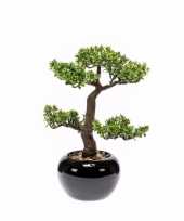 Feest pilea bonsai nepplant 34 cm 10143788